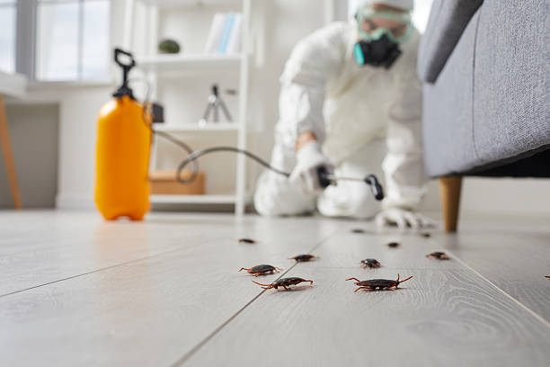 Commercial Rodent Management in Holiday Island